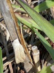 Amolita obliqua