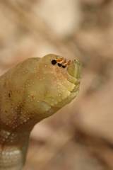 Macroglossum pyrrhosticta