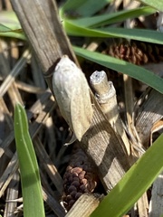 Amolita obliqua