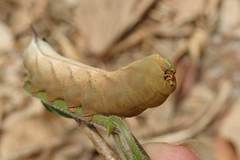Macroglossum pyrrhosticta