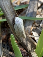 Amolita obliqua