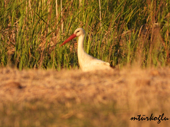 Ciconia ciconia