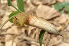 Macroglossum pyrrhosticta