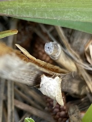 Amolita obliqua