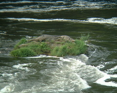 Crocodylus niloticus africanus