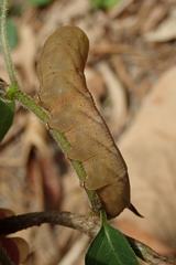 Macroglossum pyrrhosticta