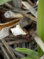 Amolita obliqua