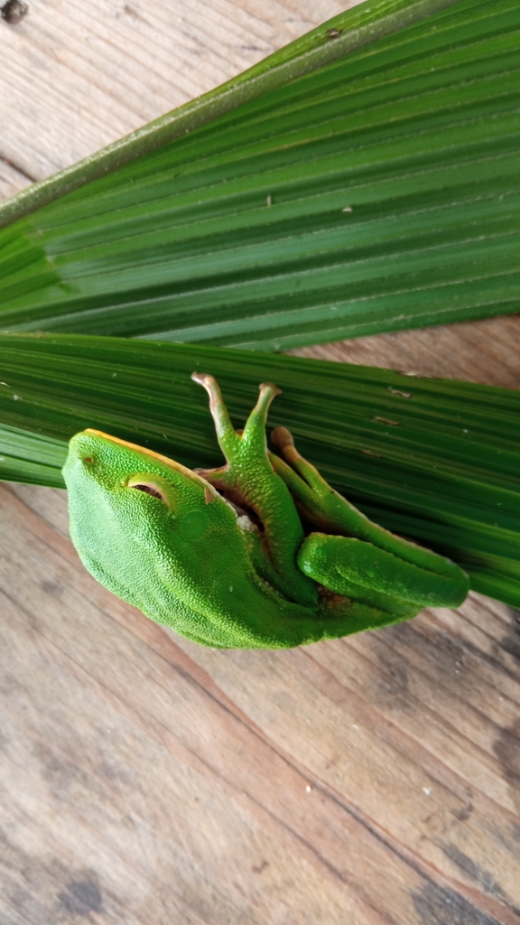 Brownbelly Leaf Frog