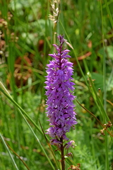 Dactylorhiza saccifera
