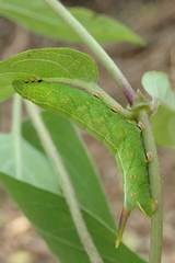 Macroglossum pyrrhosticta