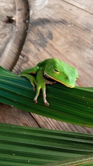 Phyllomedusa tarsius