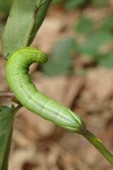 Macroglossum pyrrhosticta