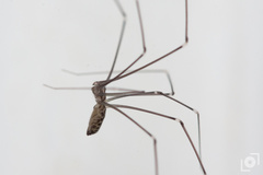 Smeringopus pallidus