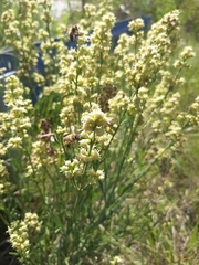 Baccharis spicata