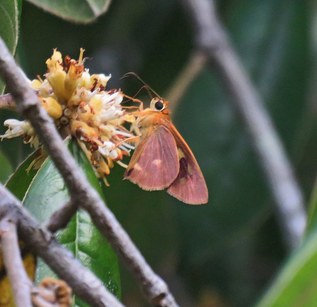 Oriander Skipper