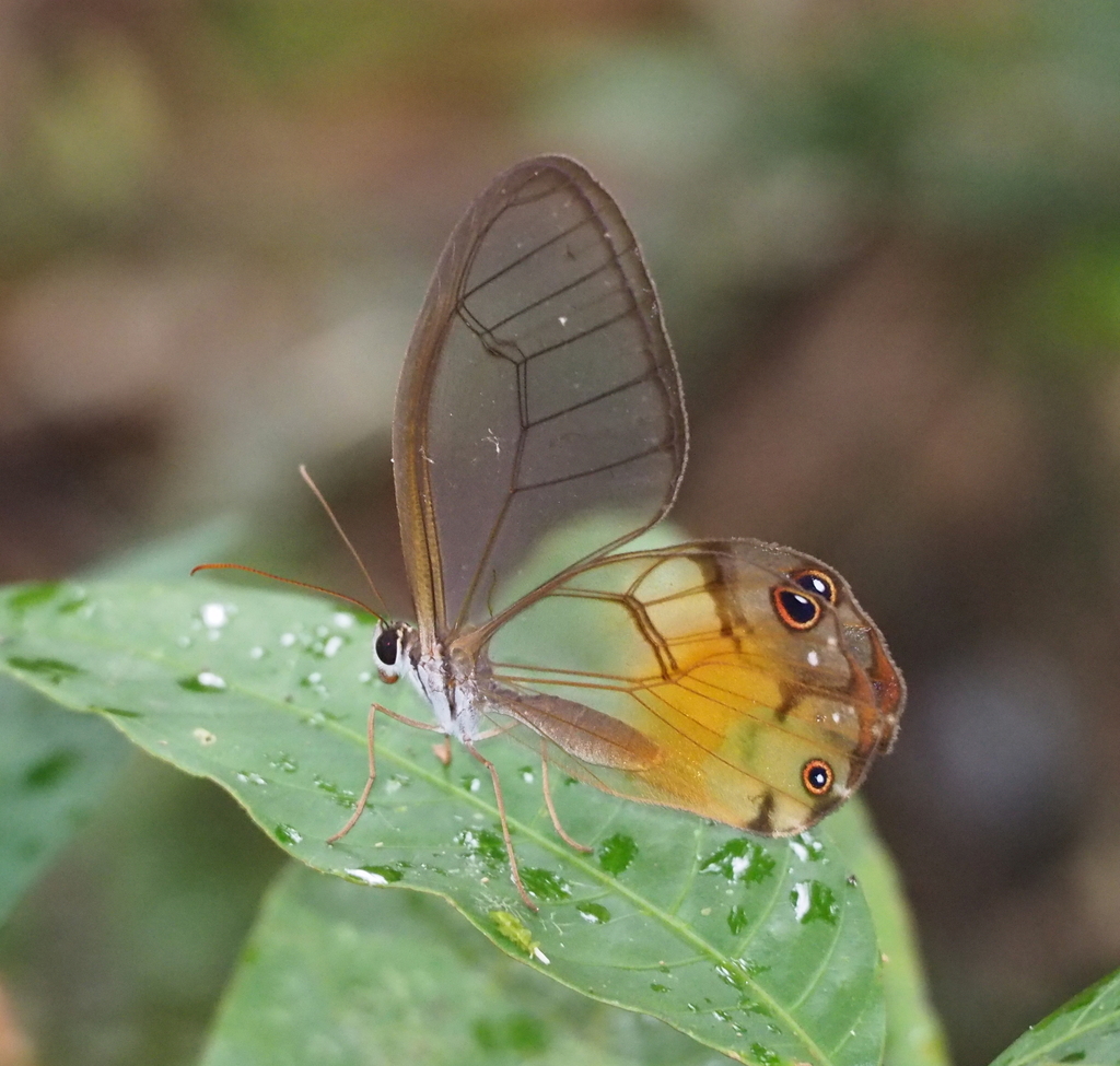 Haeterini