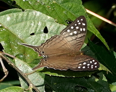 Marpesia merops
