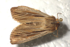 Leucania comma