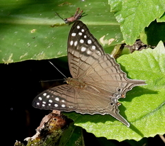 Marpesia merops
