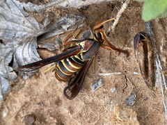 Paranthrene asilipennis