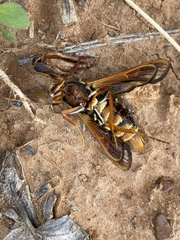 Paranthrene asilipennis