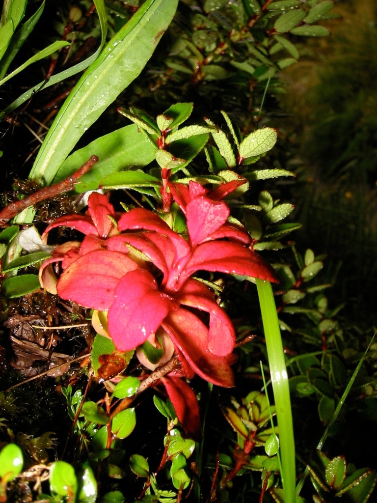 Exobasidium gaultheriae