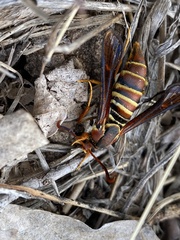 Paranthrene asilipennis