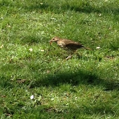 Turdus philomelos