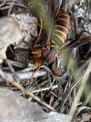 Paranthrene asilipennis