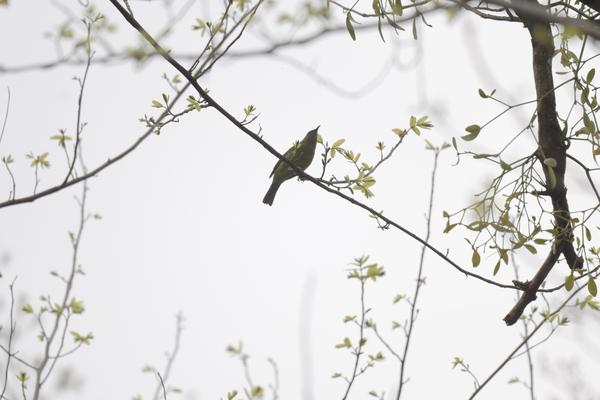 Orange-bellied Leafbird