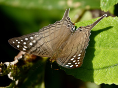 Marpesia merops
