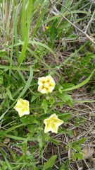 Chamaesaracha edwardsiana