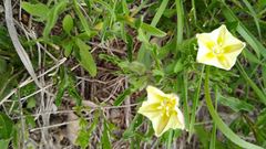 Chamaesaracha edwardsiana