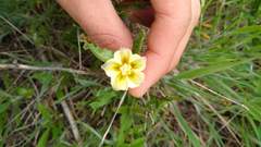 Chamaesaracha edwardsiana