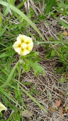 Chamaesaracha edwardsiana