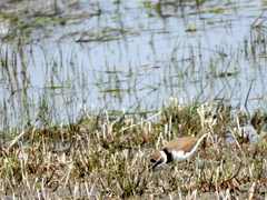 Charadrius dubius