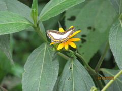 Nymphidium caricae