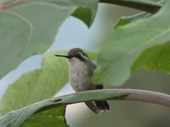 Chlorostilbon melanorhynchus