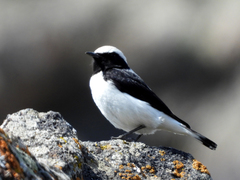 Oenanthe melanoleuca