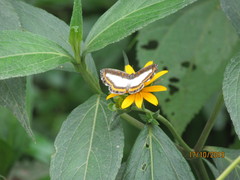Nymphidium caricae
