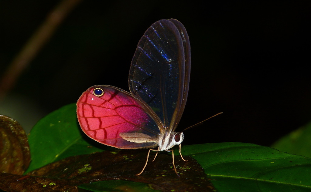 Cithaerias