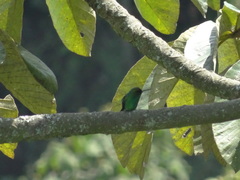 Chlorostilbon melanorhynchus