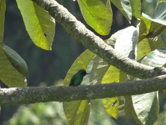 Chlorostilbon melanorhynchus