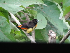 Ramphocelus flammigerus flammigerus