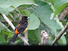 Ramphocelus flammigerus flammigerus