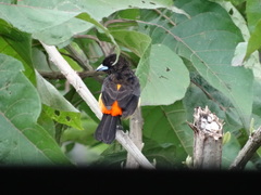 Ramphocelus flammigerus flammigerus