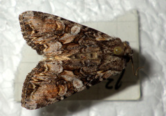 Lacanobia contigua