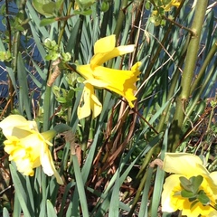 Narcissus
