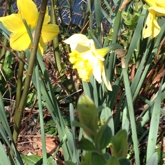 Narcissus