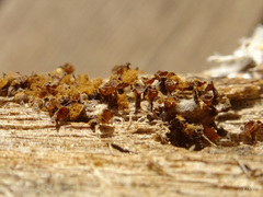 Trichia botrytis